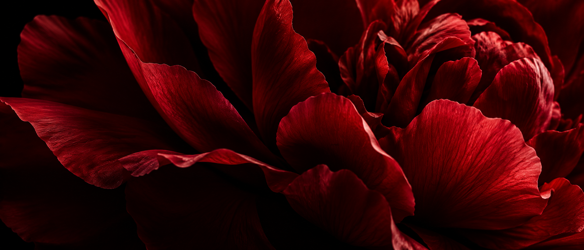 Sculptural crimson peony petals in deep shadow